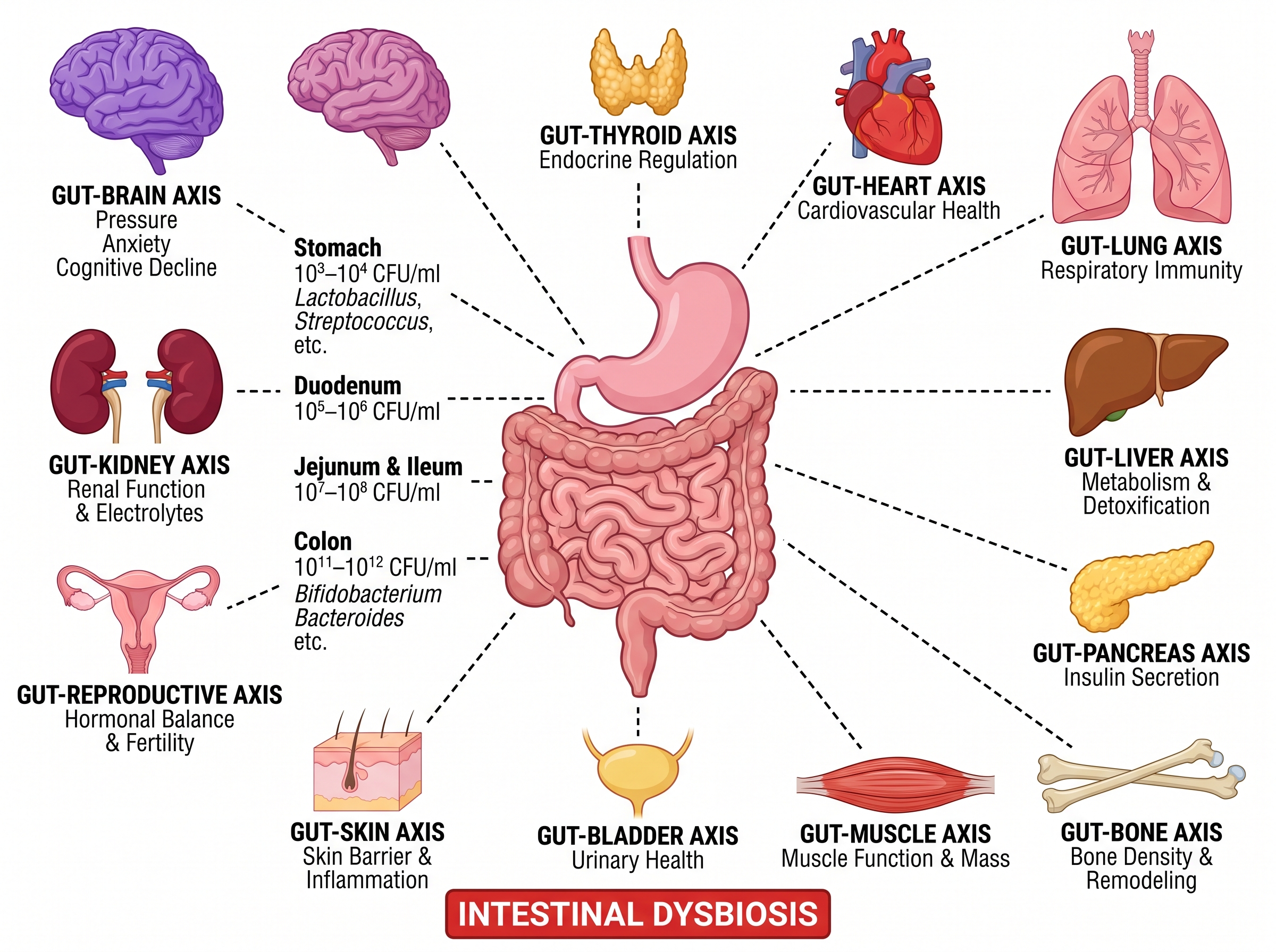Diagram skematis anatomi biologi