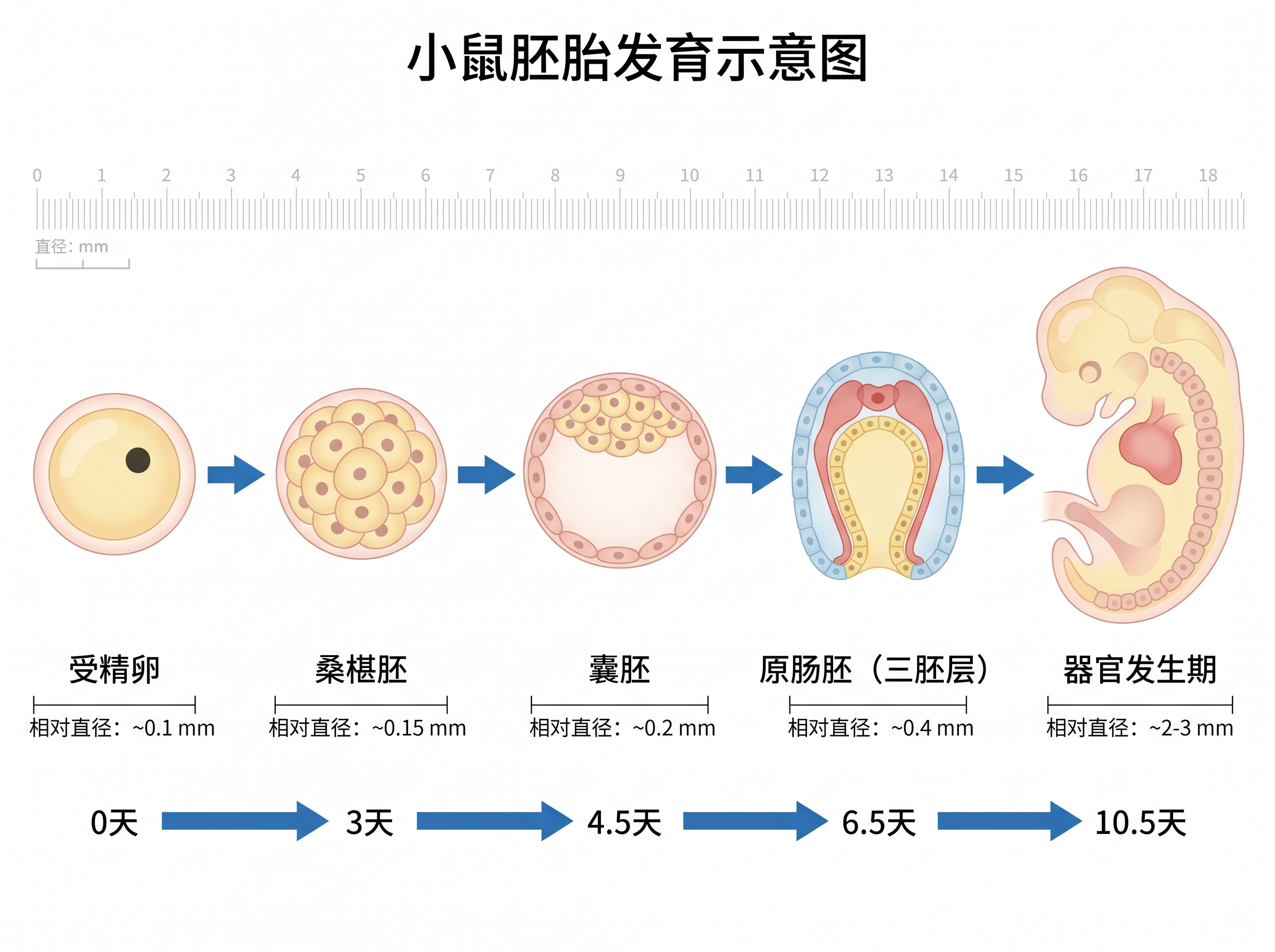Diagram skematis perkembangan embrio