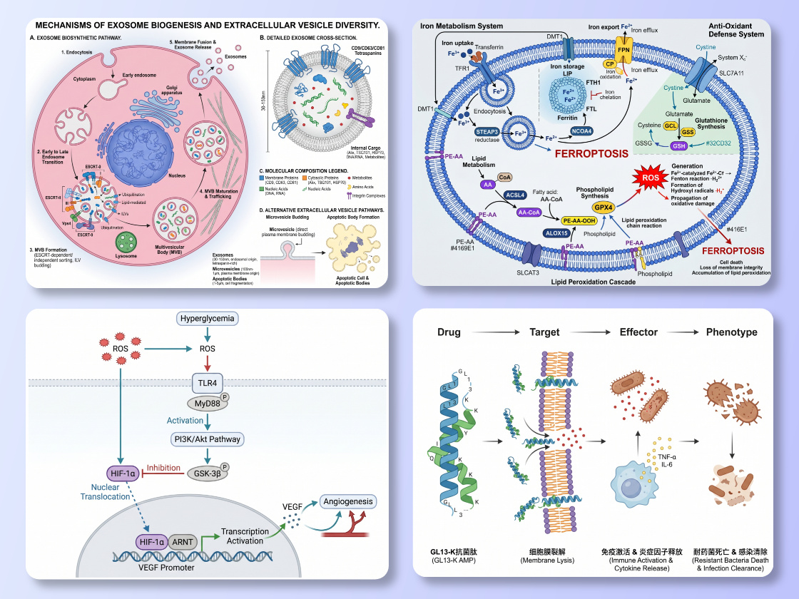 Signal Pathway Diagrams